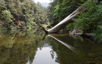 Northern California's Eel River surrounded by trees